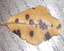 Anthracnose in the Houston area 15