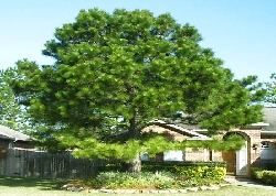 tree care for this pine made it health and strong with the tree doctor 2