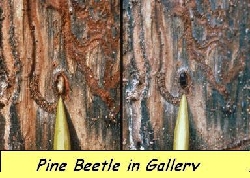 Pine beetle in gallery 3