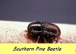 Southern Pine beetle taken by arborist 1